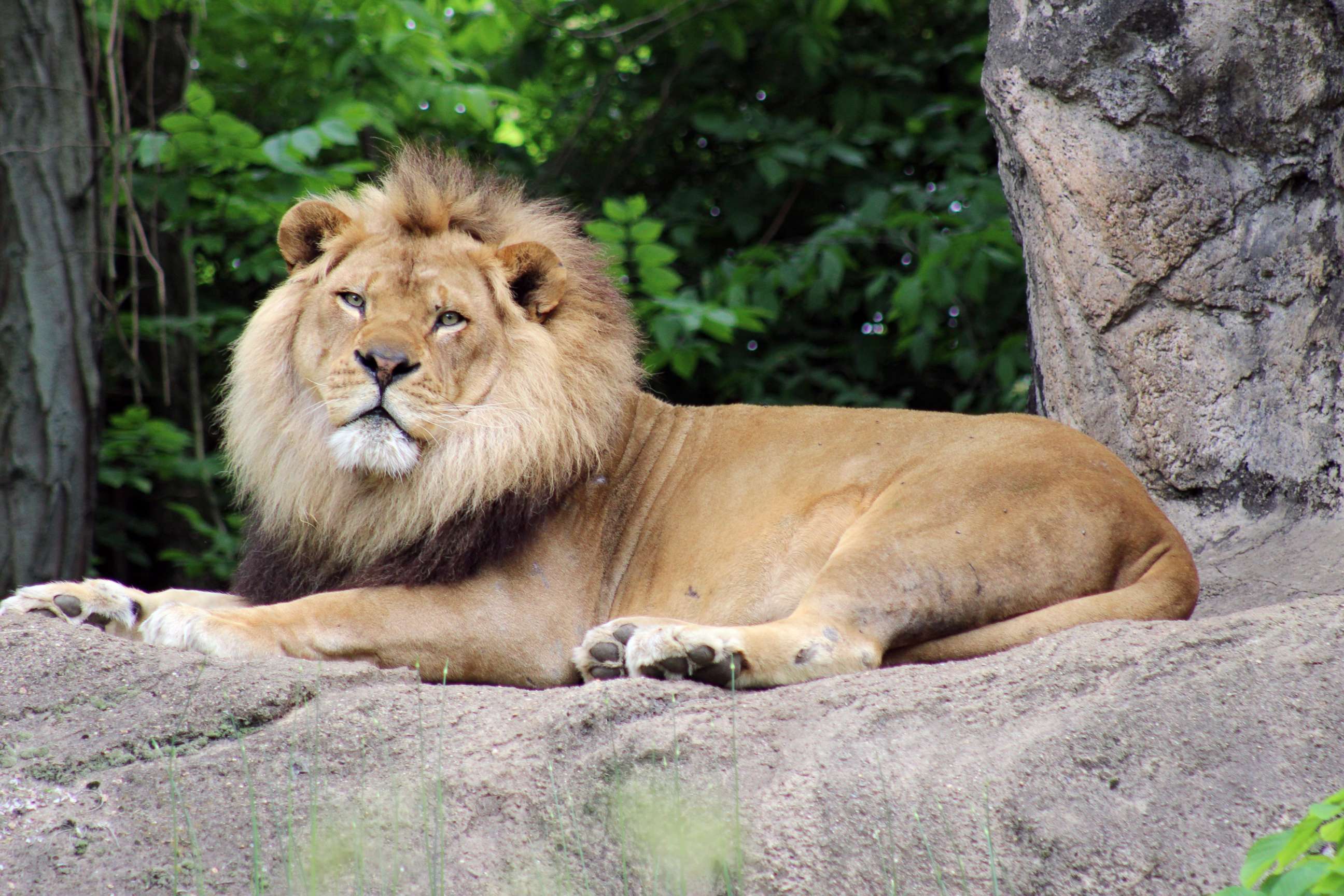PHOTO: Razi, a 10-year-old African lion who was diagnosed with idiopathic epilepsy in 2013, has died, according to the Pittsburgh Zoo.