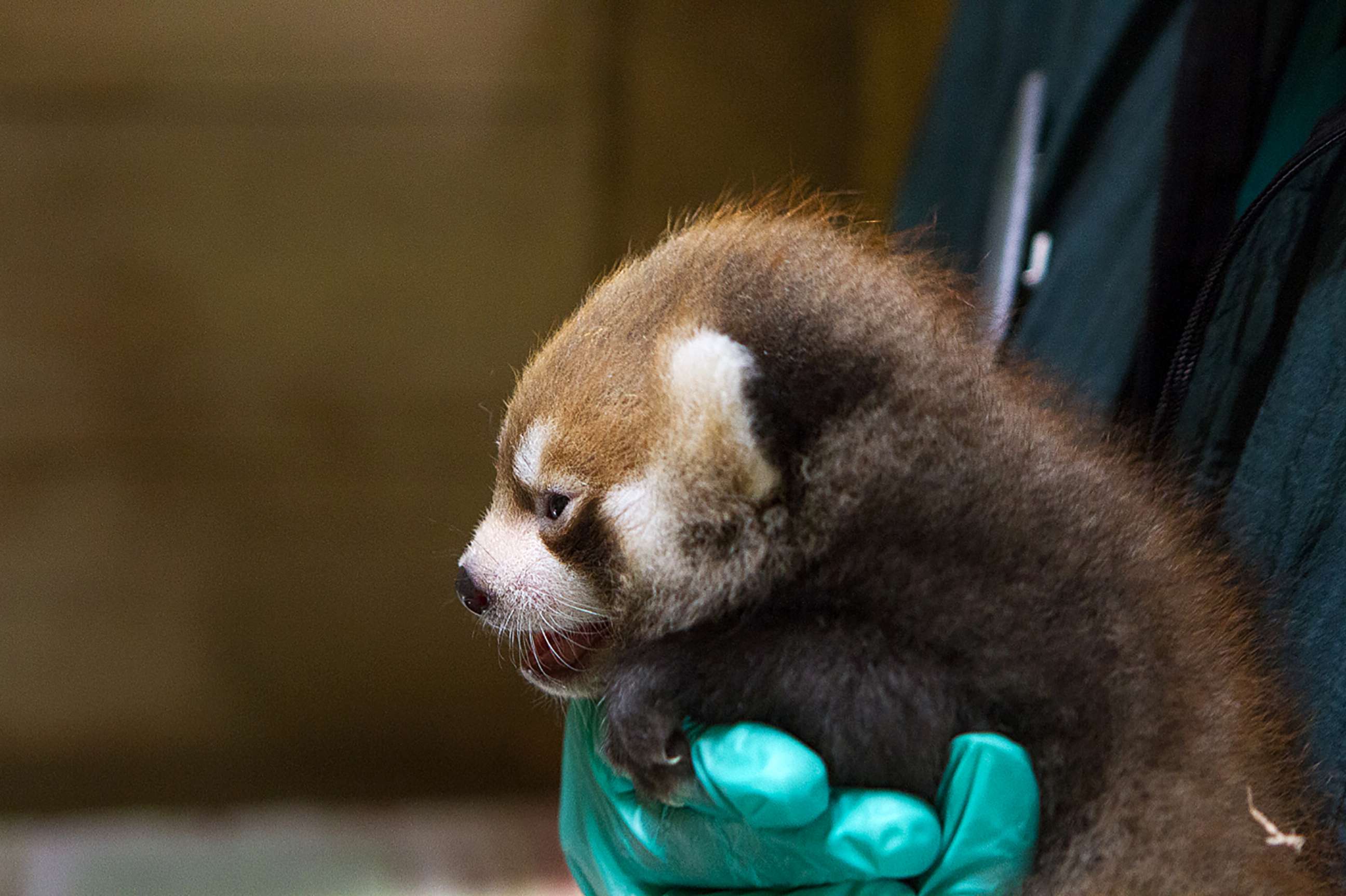 PHOTO: One of the Woodland Park Zoo's twin red panda cubs gets an exam, July 26, 2018, in Seattle.