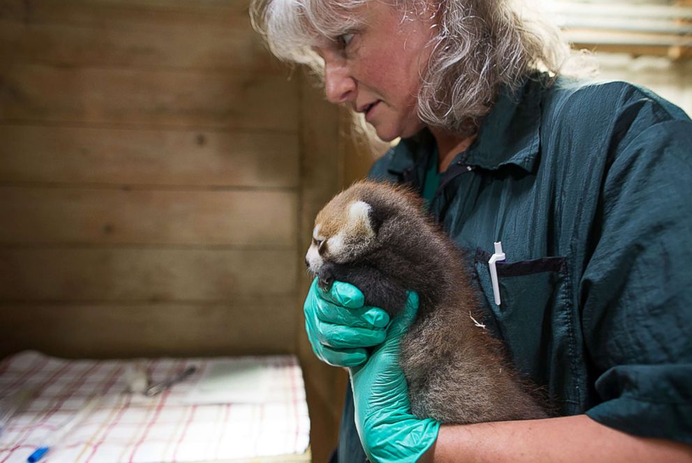 PHOTO: Zoo veterinary technician Barb Brush carries one of the Woodland Park Zoo's twin red panda cubs for an exam, July 26, 2018, in Seattle.