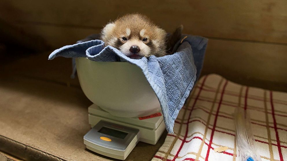 Woodland Park Zoo's twin red panda cubs get an exam, July 26, 2018, in Seattle. The female cubs also have opened their eyes and continue to gain weight.