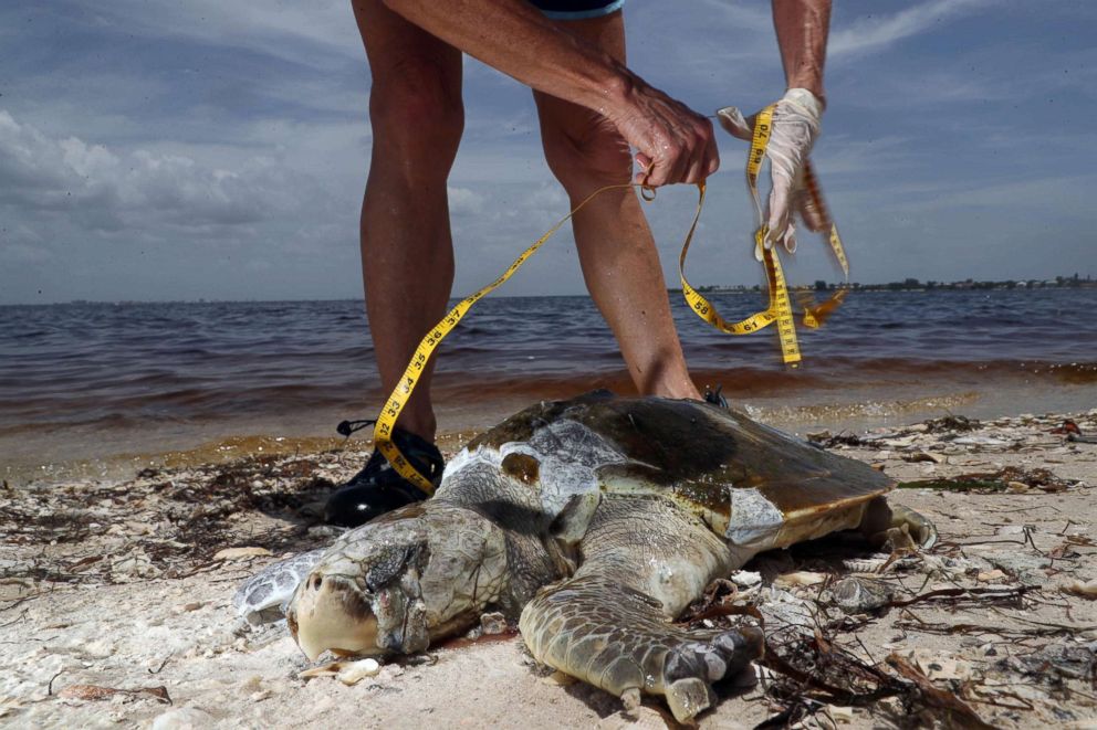 PHOTO: A suspected red tide outbreak is ravaging the marine life in Southwest Florida, Aug 2, 2018, Sanibel Island, Fla. 