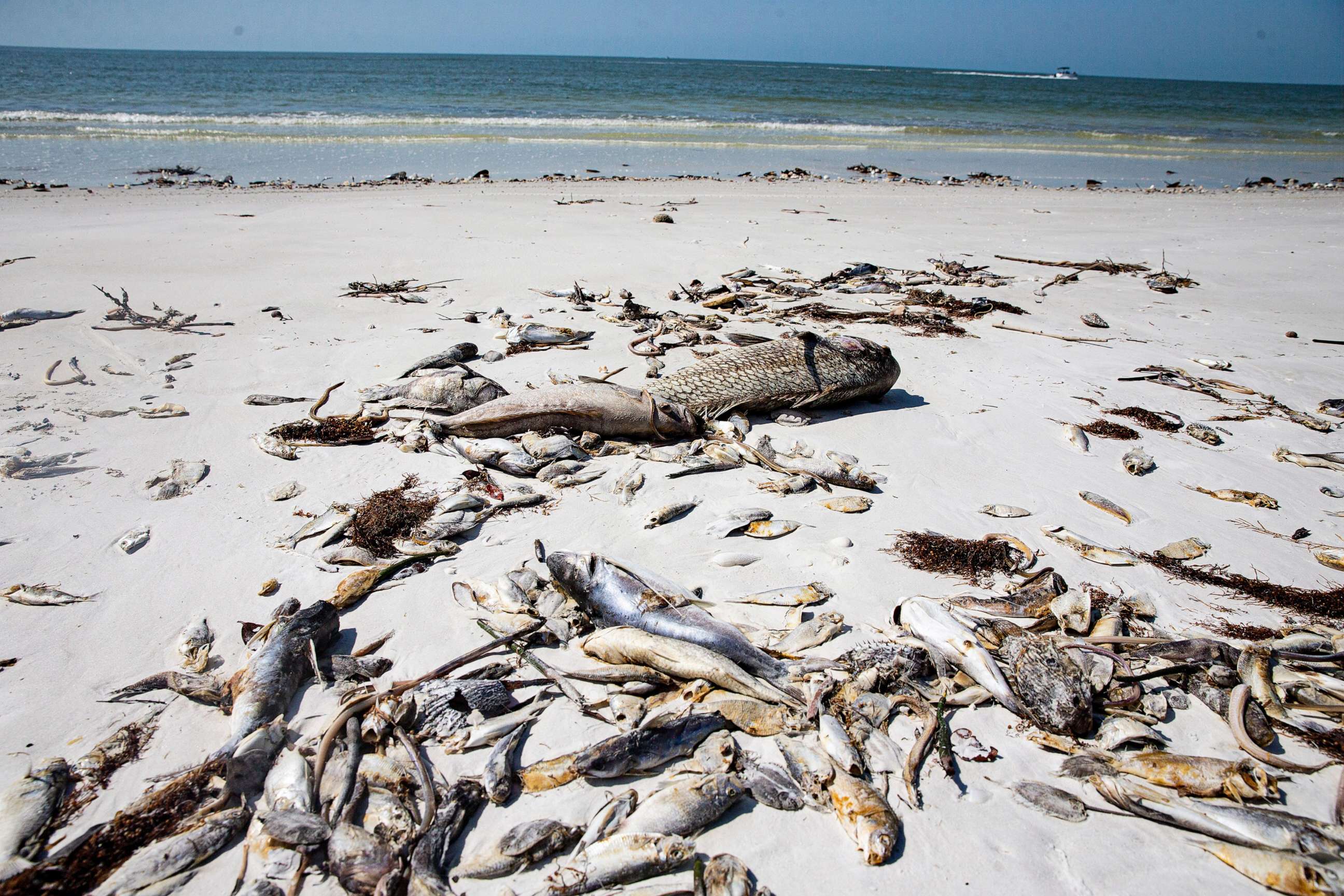 PHOTO: Dead fish litter Fort Myers Beach near mid island, March 6, 2023.