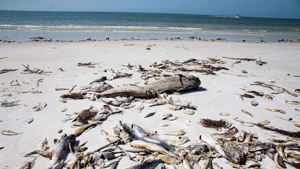 PHOTO: Dead fish litter Fort Myers Beach near mid island, March 6, 2023.