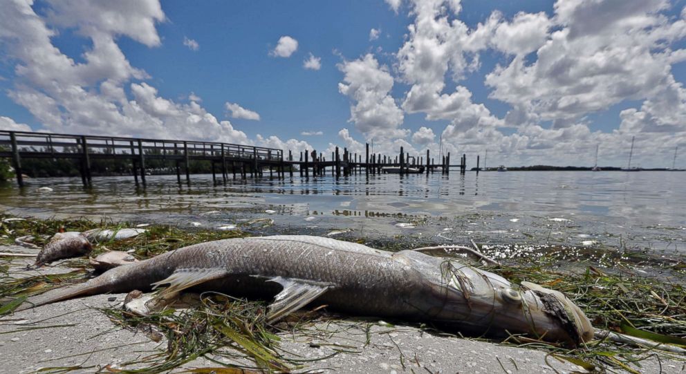 Red Tide Chart Naples Fl