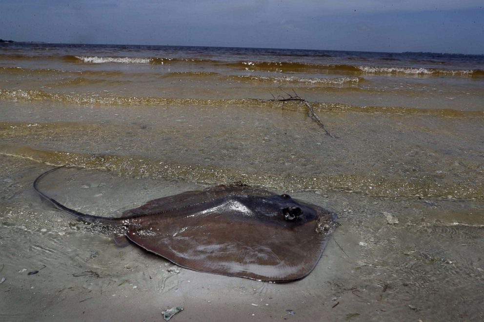 Toxic red tide blooms are creeping up Florida's west coast, killing