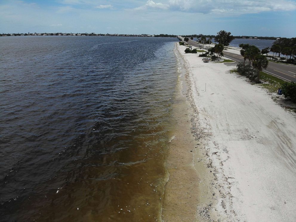 PHOTO: Dead fish line the shoreline along the Sanibel causeway after dying in a red tide, Aug. 1, 2018 in Sanibel, Fla.