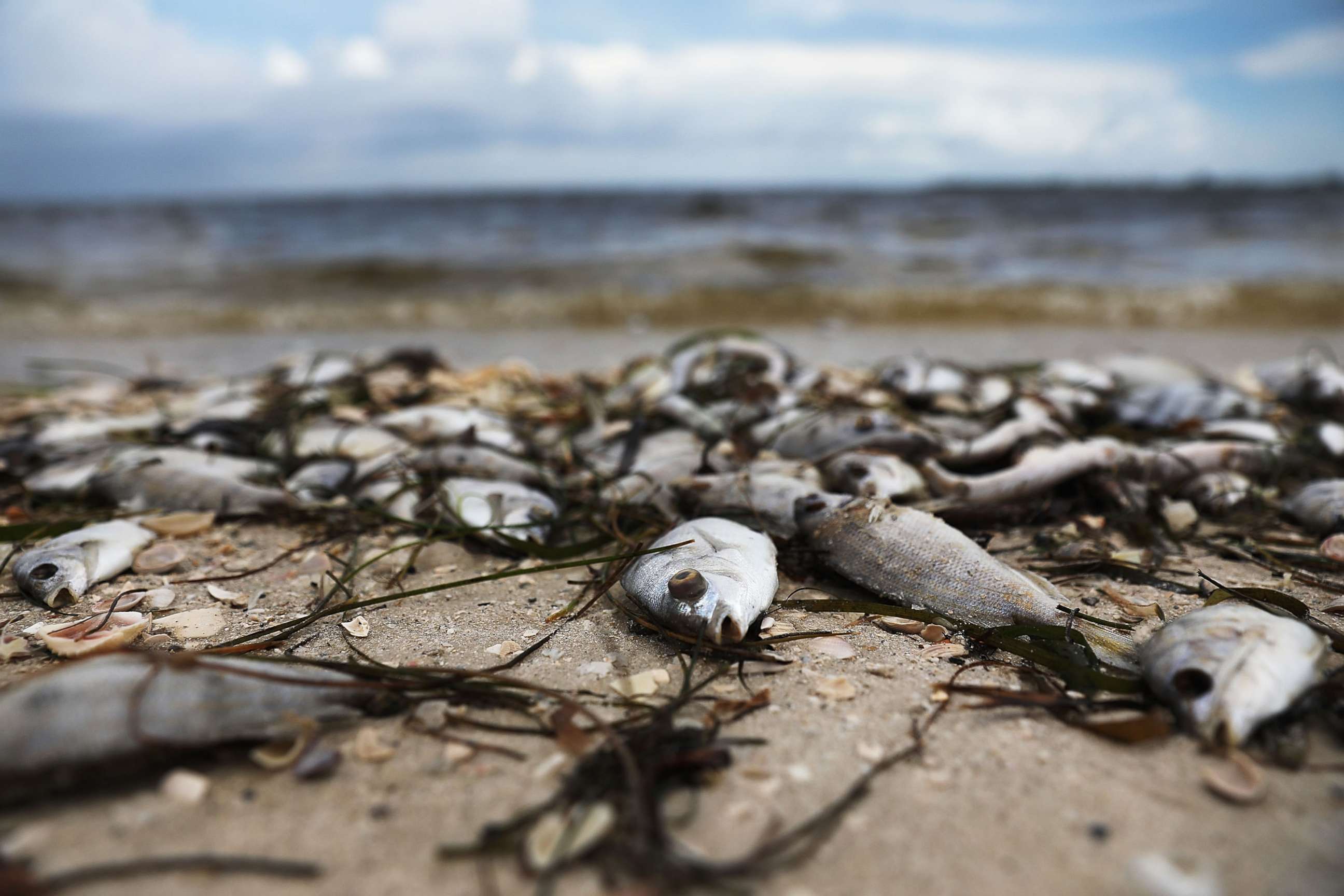 PHOTO: Fish are seen washed ashore the Sanibel causeway after dying in a red tide on Aug. 1, 2018 in Sanibel, Fla.