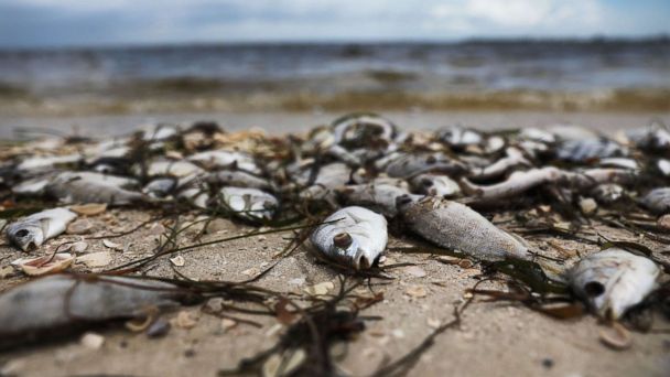 'when Is This Going To Stop?': Florida Activist Highlights Devastating 