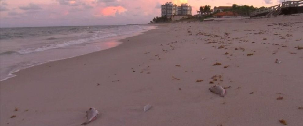 Beaches On Florida S East Coast Closed After Red Tide Found In Water Photo Indian River County Beaches To Close Wednesday Oct 17 Due