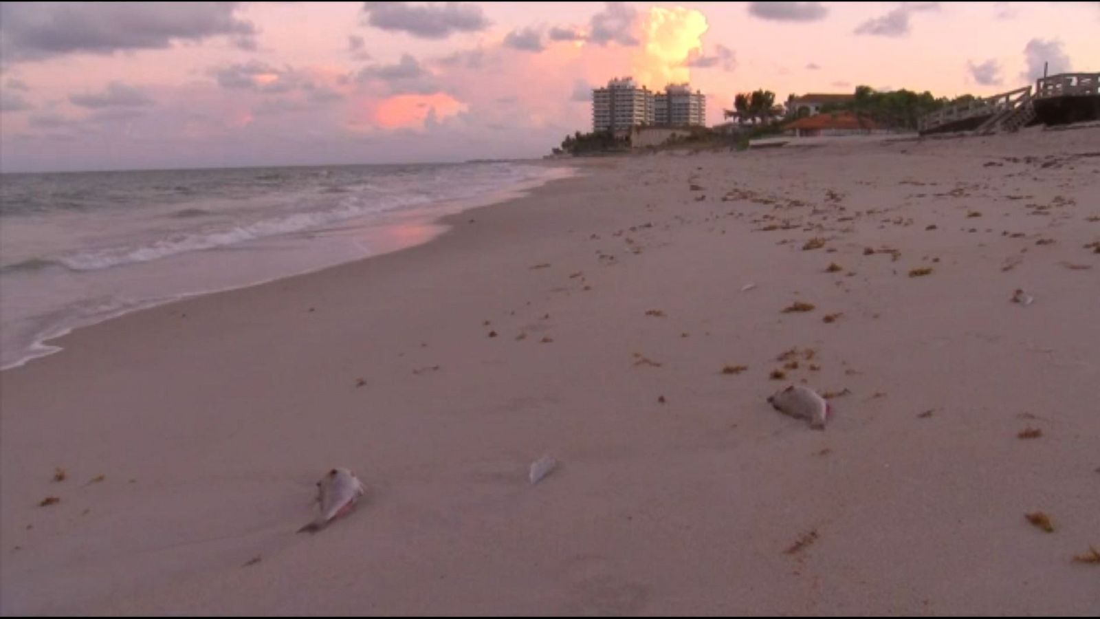 Beaches on Florida s east coast closed after red tide found in