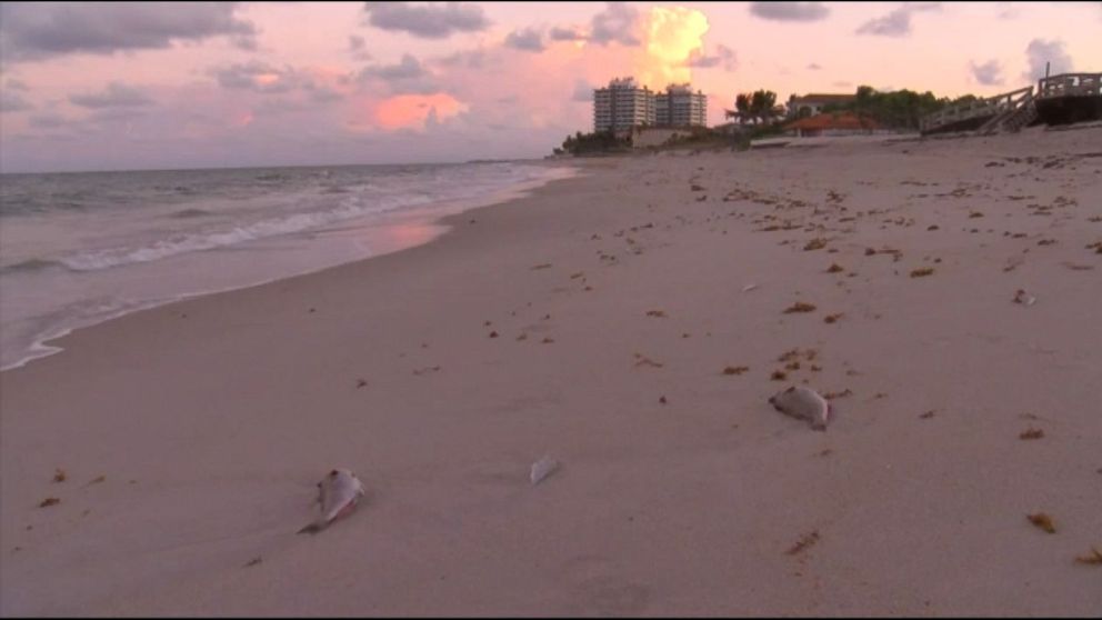 Beaches on Florida's east coast closed after red tide found in water