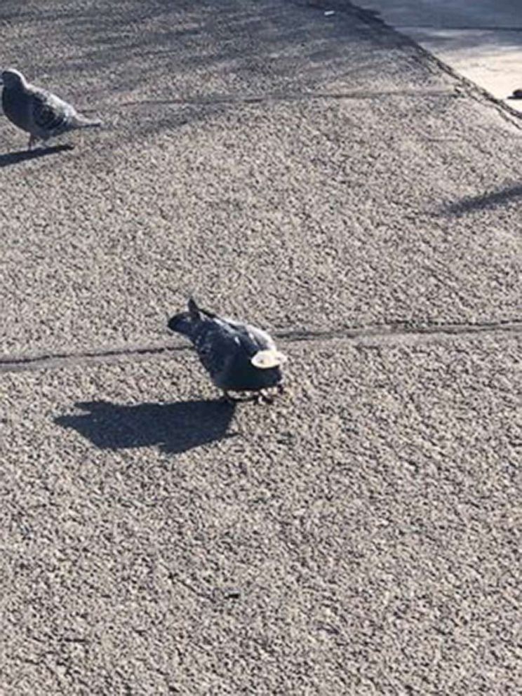 PHOTO: A pigeon with a red hat glued to his head in Reno, Nevada, Jan. 2020.