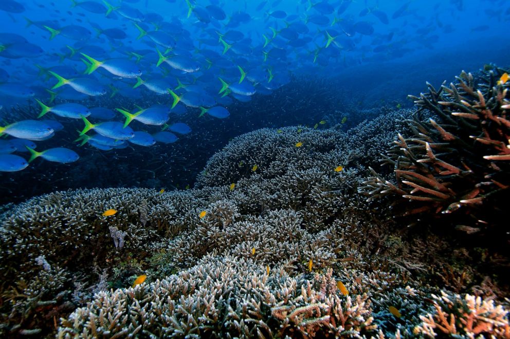 PHOTO: A school of blue and yellow fusiliers, Caesio teres, over a tropical coral reef, Heron Island, Great Barrier Reef, Australia. 