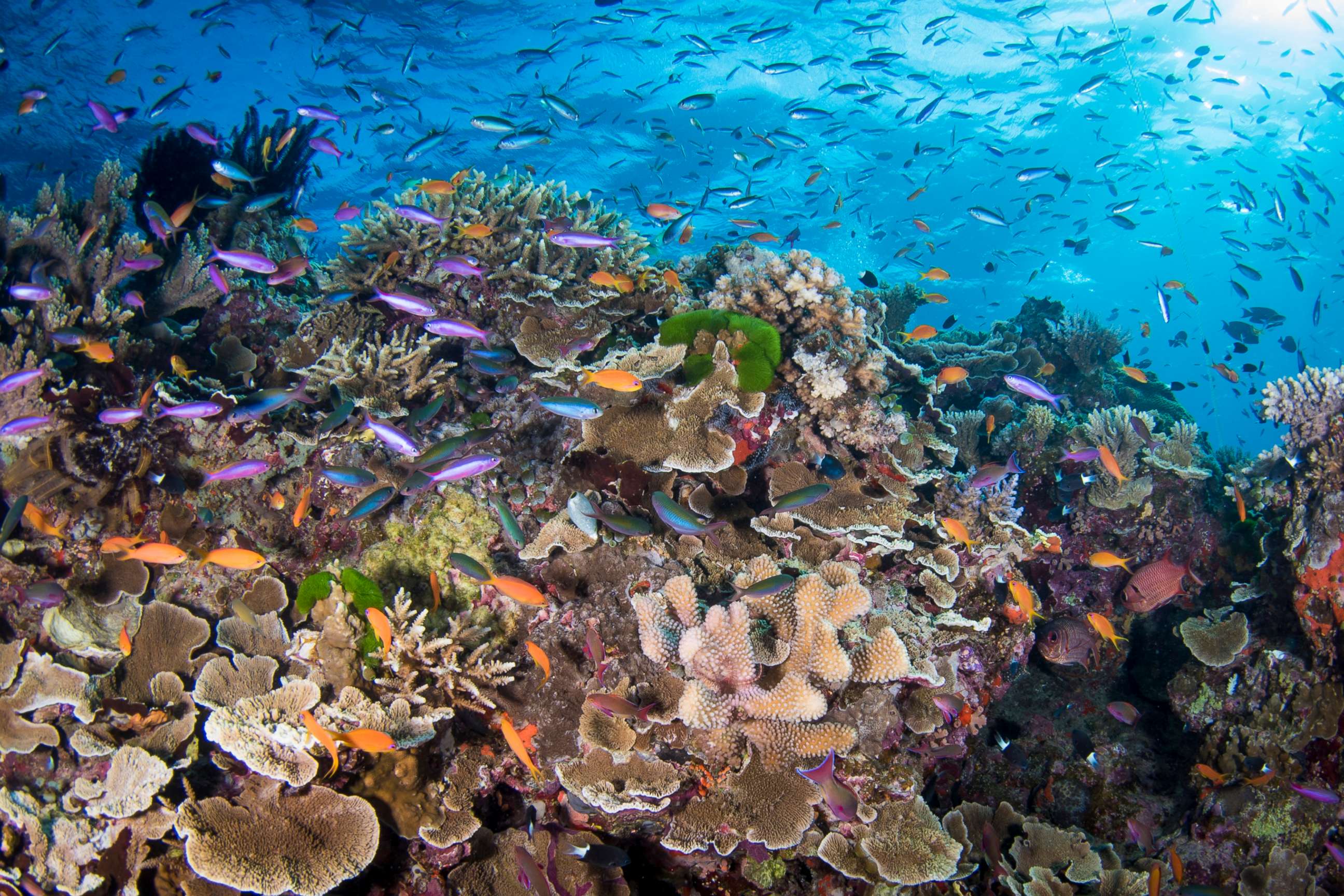 Impact of Ocean Warming and Acidification on Growth of Reef