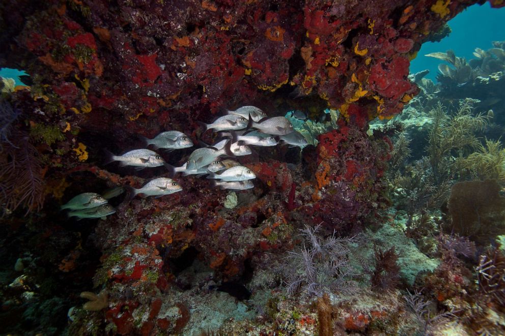 PHOTO: A school of Gray Snapper swim into the current on a colorful reef in the Atlantic Ocean off the coast of Key Largo, Fla.