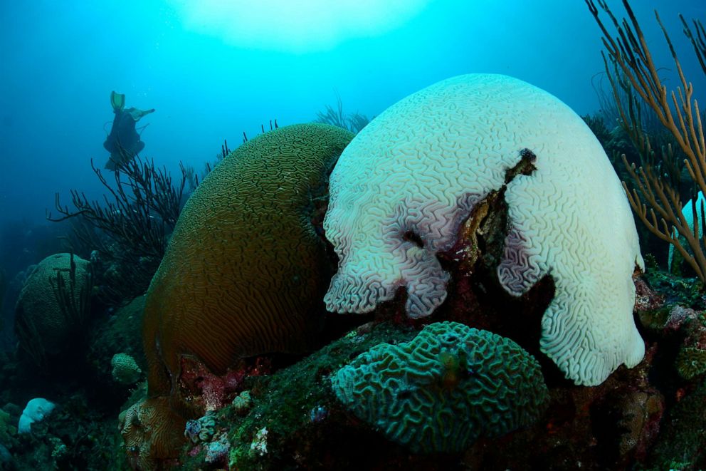 PHOTO: A grooved brain coral is bleached. 