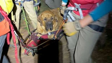 getting a dog from the pound