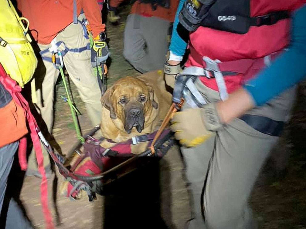 are mastiffs good hiking dogs