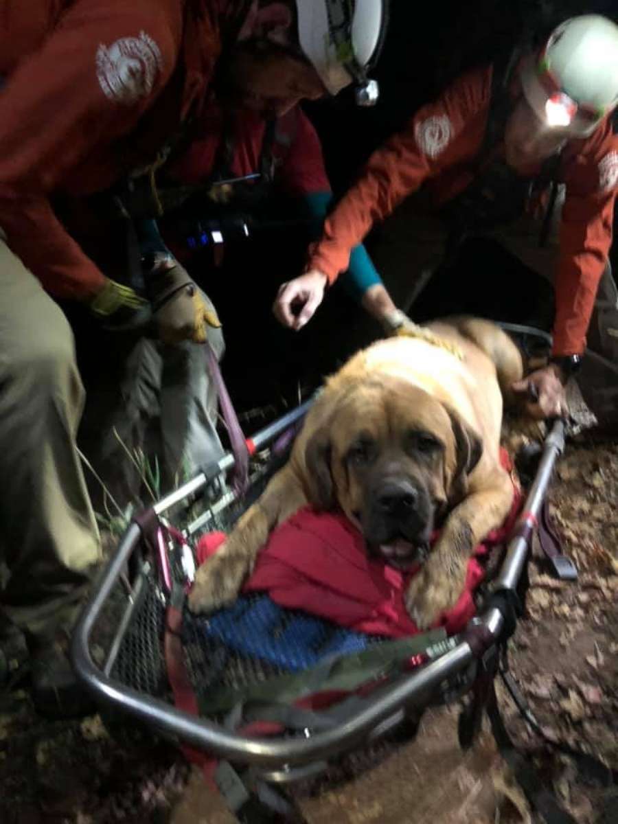 PHOTO: Salt Lake County Search and Rescue members were called to rescue a 190-pound, 3-year-old injured Mastiff on the Grandeur Peak Hiking Trail in Salt Lake County, Utah. 