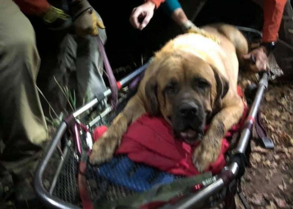 PHOTO: Salt Lake County Search and Rescue members were called to rescue a 190-pound, 3-year-old injured Mastiff on the Grandeur Peak Hiking Trail in Salt Lake County, Utah. 