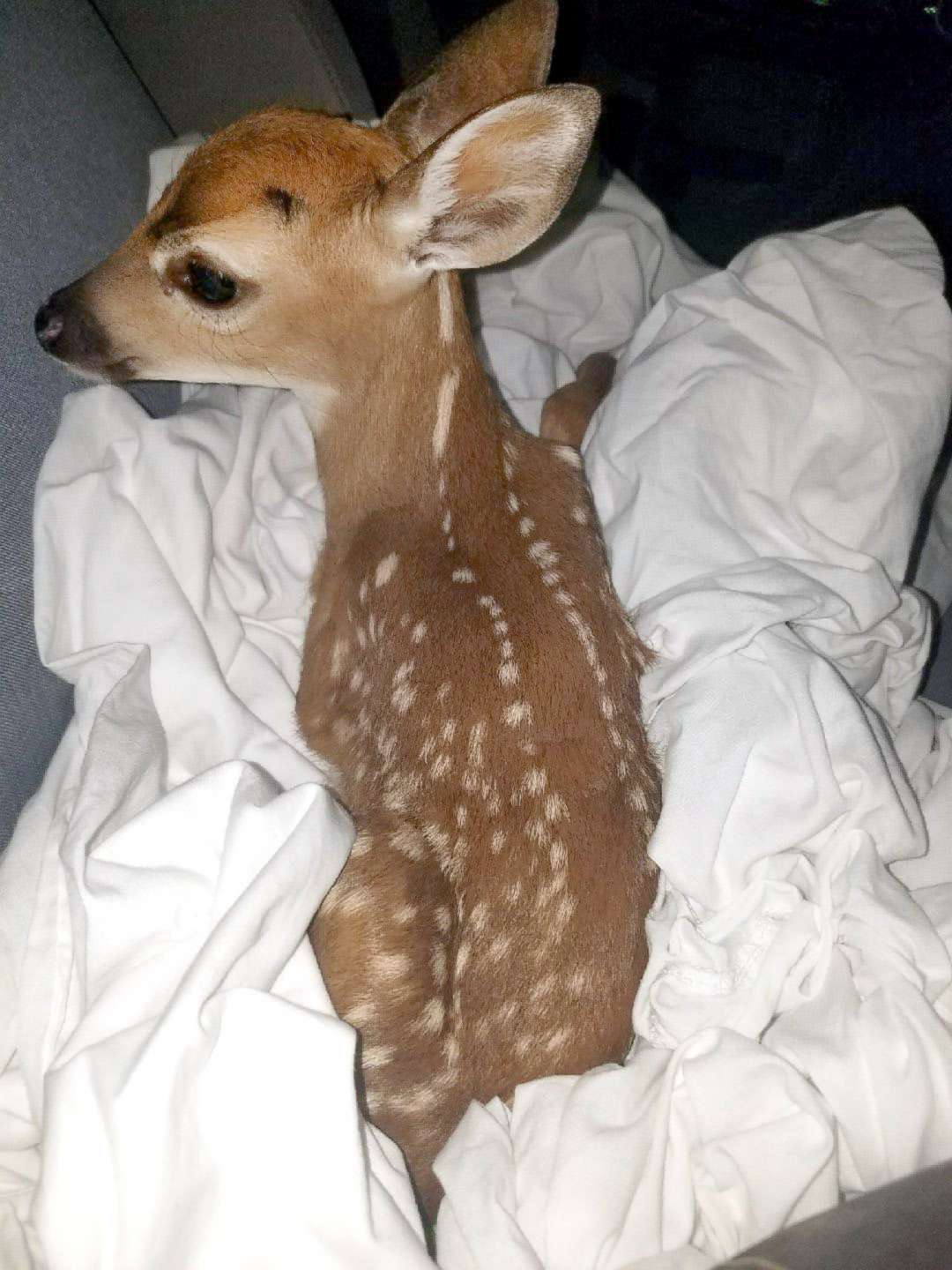 PHOTO: Monroe County Fire Rescue firefighter, Jen Shockley, responded to the Big Pine Key brush fire, April 22, 2018 and rescued an endangered Key deer fawn.