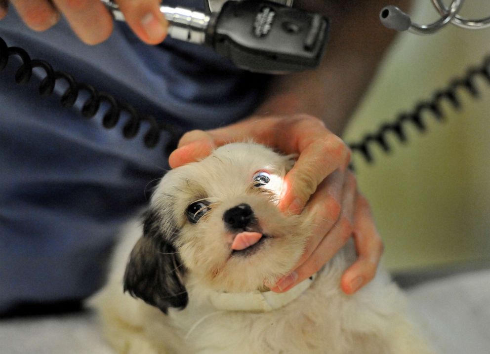 PHOTO: Washington Animal Rescue League staff veterinarian Dr. Danny Shillito checks the eyes of a puppy rescued from an accused puppy mill from Hot Springs, Ark., Dec. 23, 2011, in Washington, D.C.