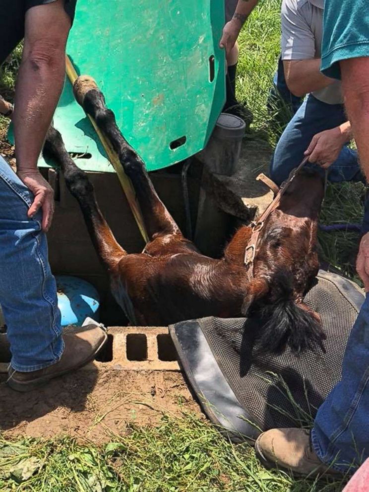 PHOTO: Reily Township fire department, Germantown Fire department with assistance from Dr. John Nenni DVM were able to successfully extricate the horse from the well, May 20, 2018.