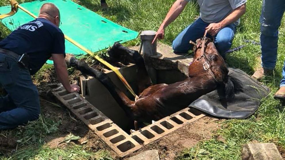 Blind, elderly horse rescued after falling into 8-foot well - ABC News