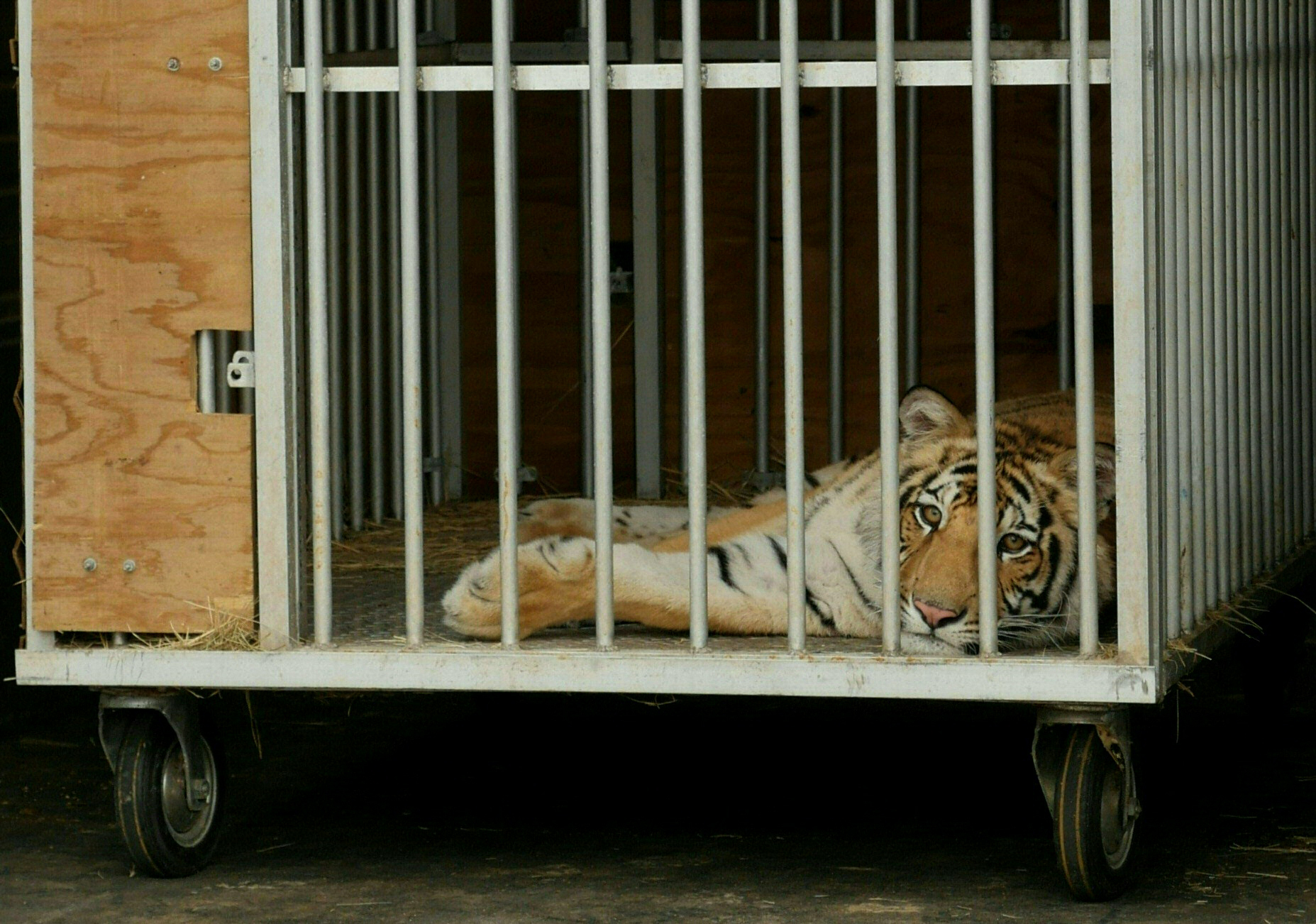 PHOTO: Nine-month-old Bengal tiger called "India" is seen in a cage after being captured by authorities in Houston, Texas on May 16, 2021.