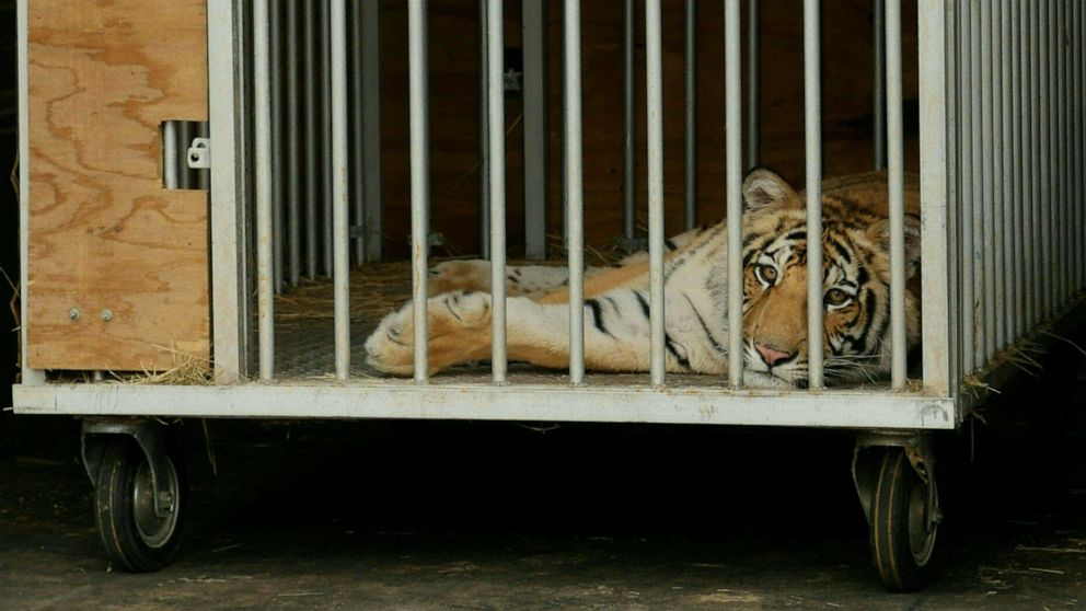 PHOTO: Nine-month-old Bengal tiger called "India" is seen in a cage after being captured by authorities in Houston, Texas on May 16, 2021.