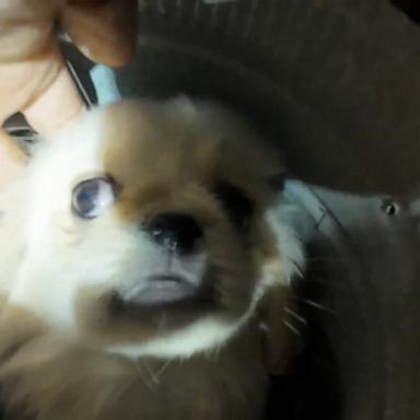 Archie Bean, a five-pound, Pekingese puppy, was found unharmed after the nearly three-hour ordeal.