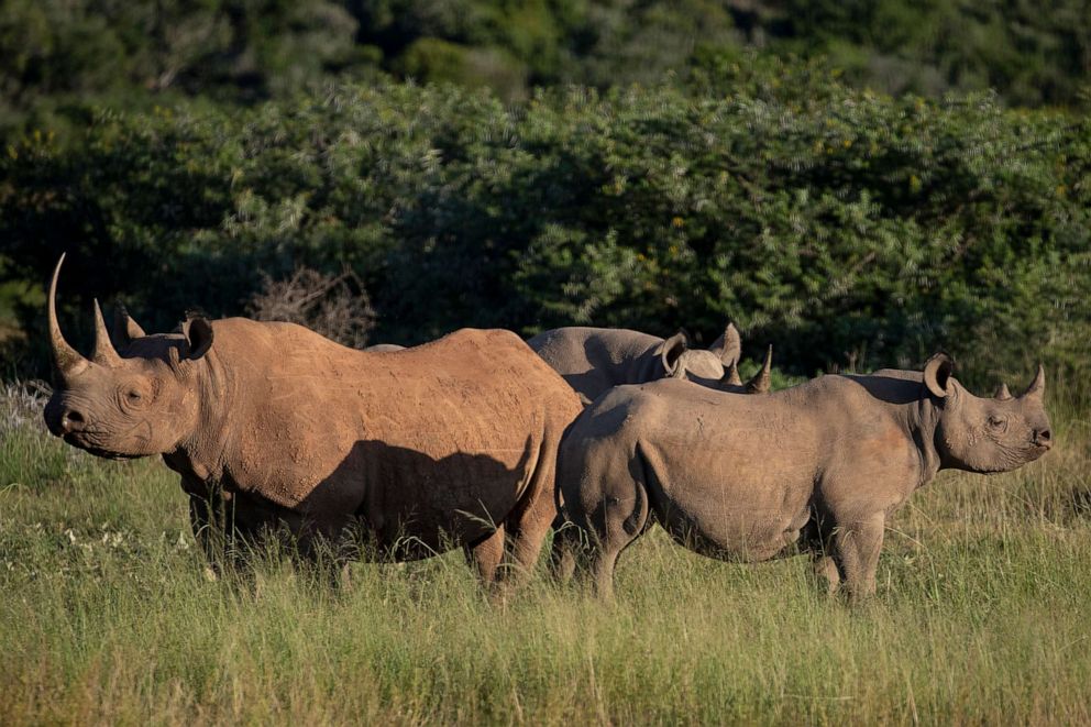 PHOTO: A group of black rhinoceroses is seen during a safari drive at the Shamwari Private Game Reserve, Feb. 7, 2022, near the town of Paterson in South Africa's Eastern Cape province. 