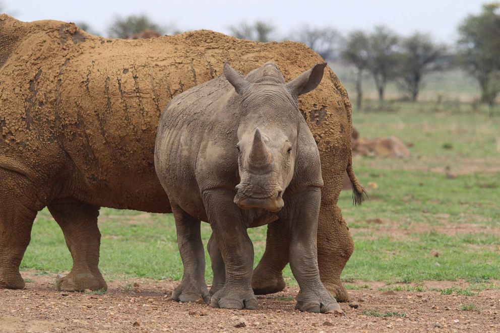 PHOTO: White rhinos go to the private rhino rearing facility of J. Hume in South Africa's North West Province, Feb. 8, 2019.
