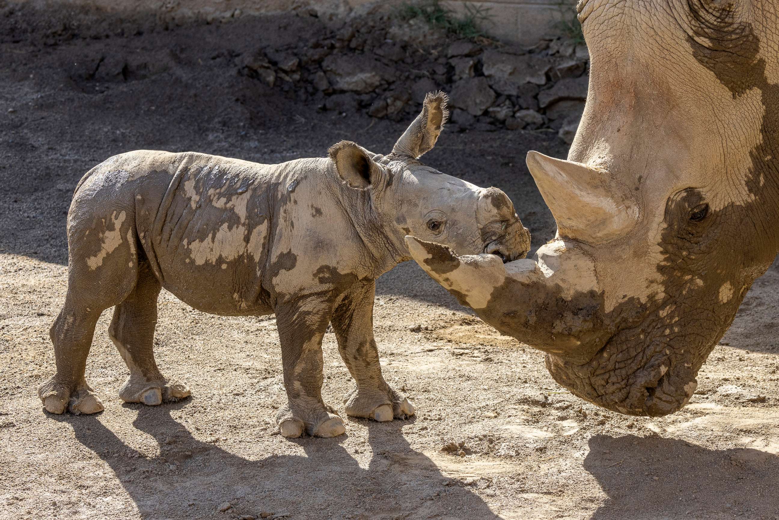 PHOTO: A male southern white rhino calf stands with his mother after playing in a mud wallow at Nikita Kahn Rhino Rescue Center at the San Diego Zoo Safari Park, Aug. 12, 2022.