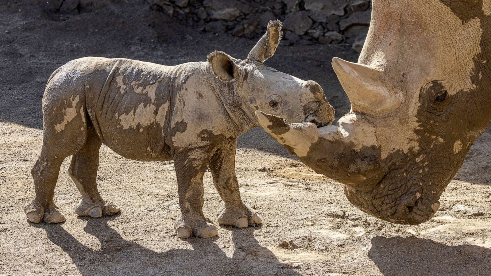 Baby Rhino Rescue