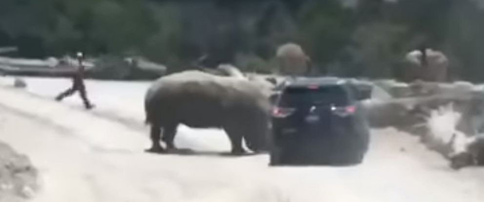 Video shows rhinoceros ramming car in Mexican safari park - ABC News