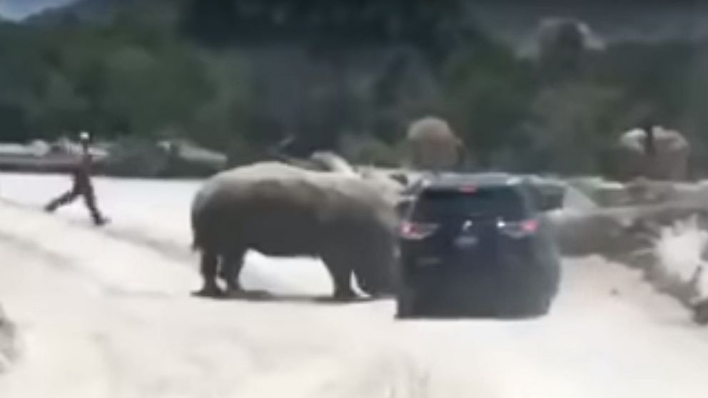 Video shows rhinoceros ramming car in Mexican safari park - ABC News