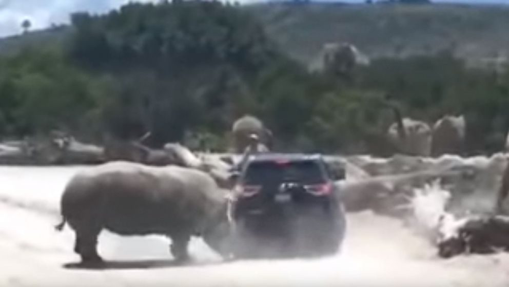 Rhino charges family's SUV at Mexico zoo park