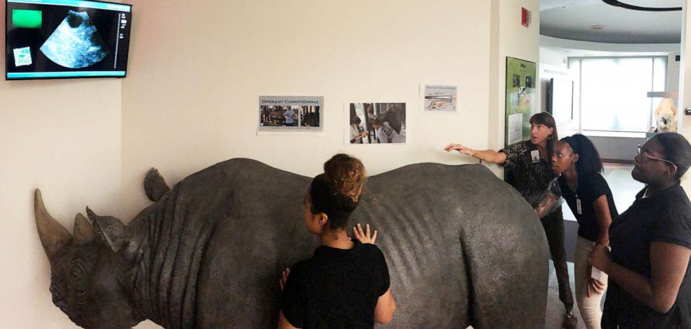 PHOTO: Dr. Terri Roth and a group of students participate in an ultrasound demonstration on a pregnant black rhinoceros replica named Charlotte at the Lindner Center for Conservation and Research of Endangered Wildlife in the Cincinnati Zoo.