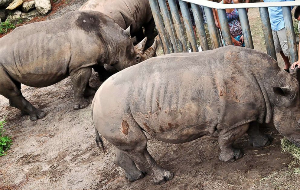 PHOTO: Guests participate in the 'Rhino Encounter' at Brevard Zoo in Florida.