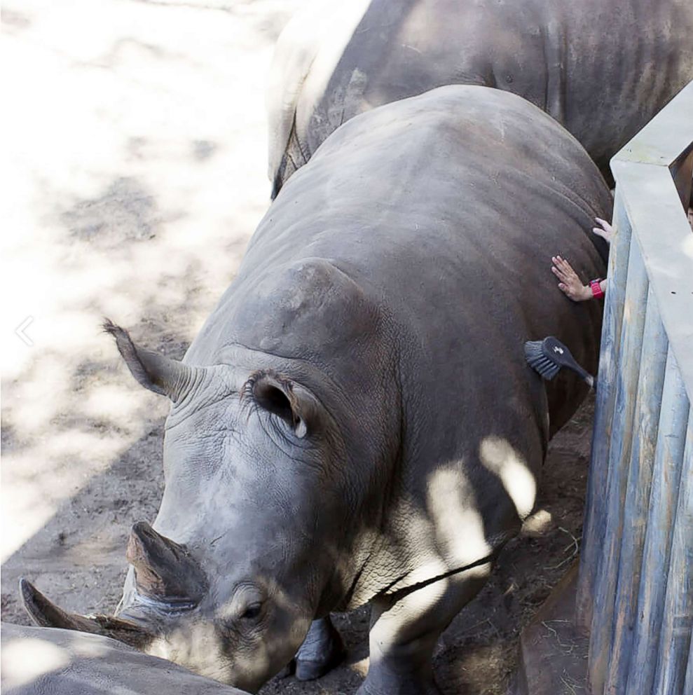 PHOTO: Guests participate in the Rhino Encounter at Brevard Zoo in Florida.