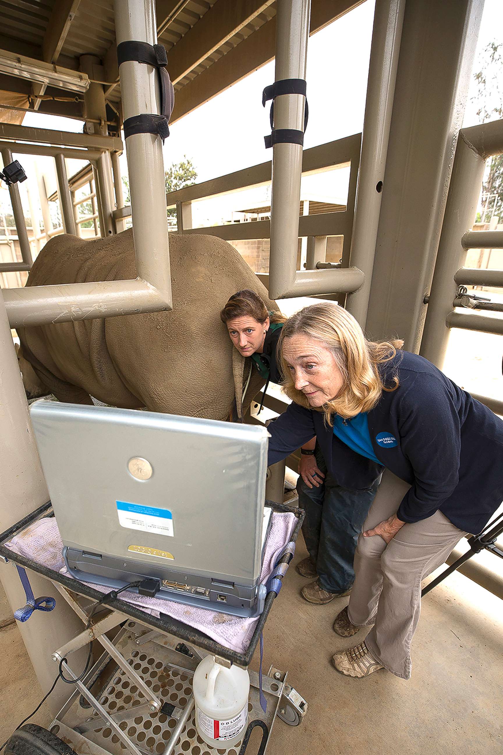 PHOTO: Barbara Durrant, right, director of reproductive Sciences at the San Diego Zoo Institute for Conservation Research and Parker Pennington, an associate, preform an ultrasound of Victoria in Escondido, Calif., May 15, 2018.