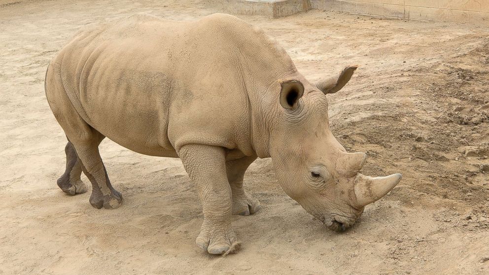 VIDEO: The last male northern white rhino has died, the conservation organization in Kenya caring for the animal announced Tuesday, leaving only two remaining white rhinos in existence.