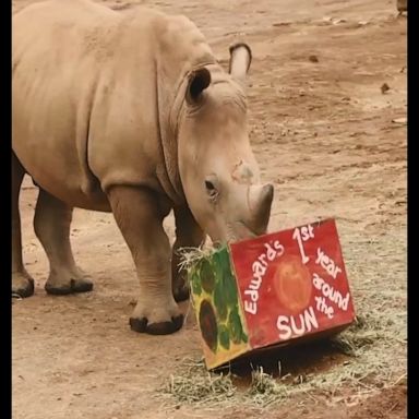 Caretakers at the San Diego Zoo helped Edward the rhino and family celebrate his 1st birthday with his favorite meal, hay.