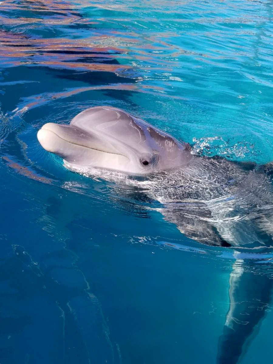PHOTO: Rimmy, a bottlenose dolphin rescued from the Gulf of Mexico, received the first-ever spinal tap to be performed on a dolphin at SeaWorld San Antonio in early December 2018.