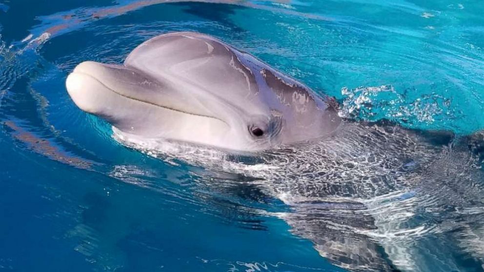 PHOTO: Rimmy, a bottlenose dolphin rescued from the Gulf of Mexico, received the first-ever spinal tap to be performed on a dolphin at SeaWorld San Antonio in early December 2018.