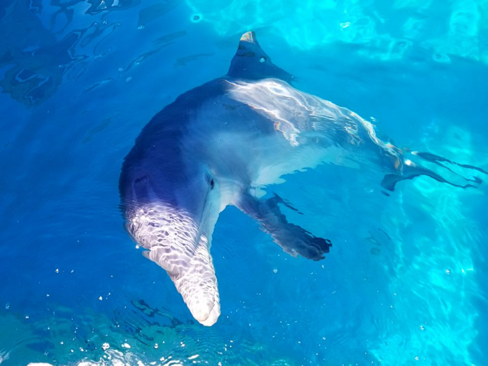 PHOTO: Rimmy, a bottlenose dolphin rescued from the Gulf of Mexico, received the first-ever spinal tap to be performed on a dolphin at SeaWorld San Antonio in early December 2018.