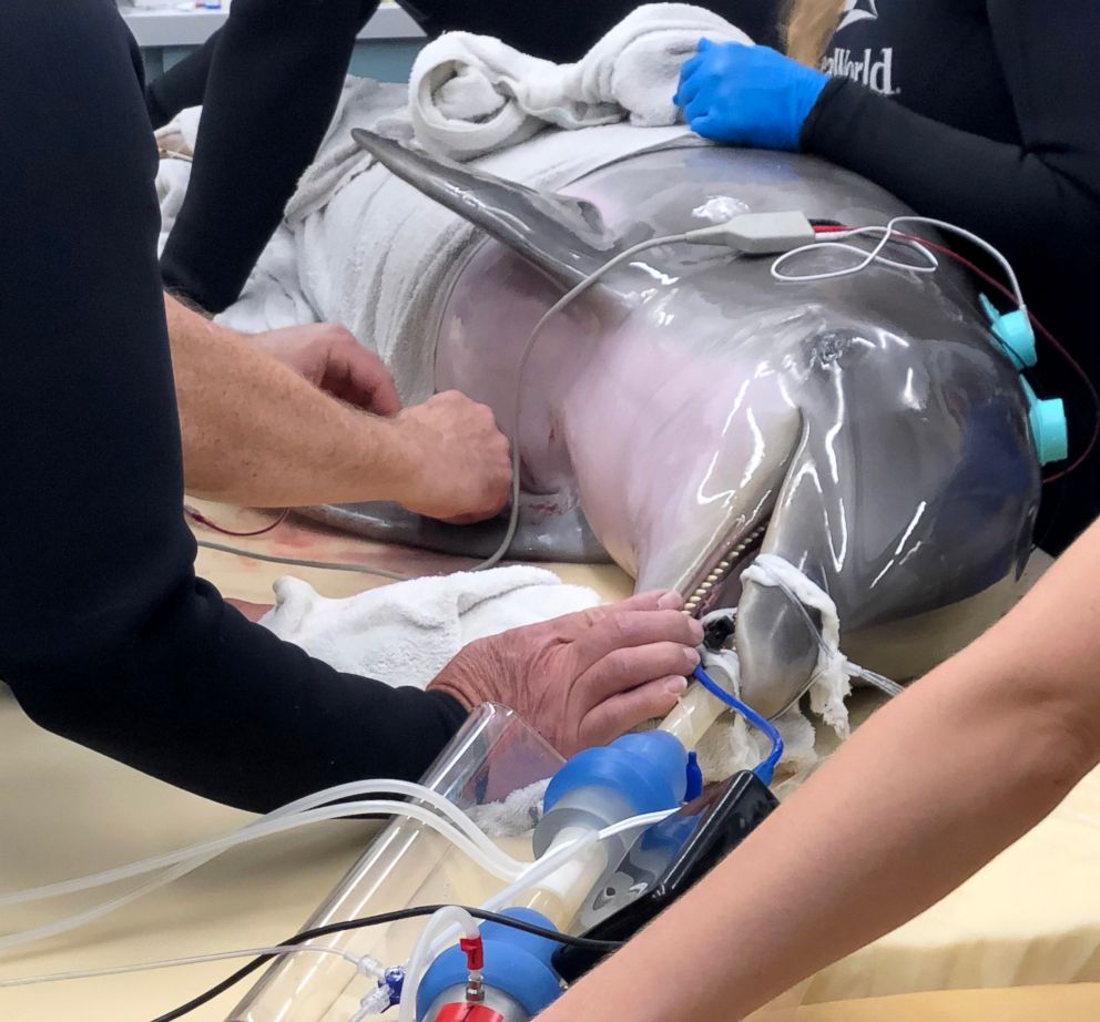 PHOTO: Rimmy, a bottlenose dolphin rescued from the Gulf of Mexico, received the first-ever spinal tap to be performed on a dolphin at SeaWorld San Antonio in early December 2018.