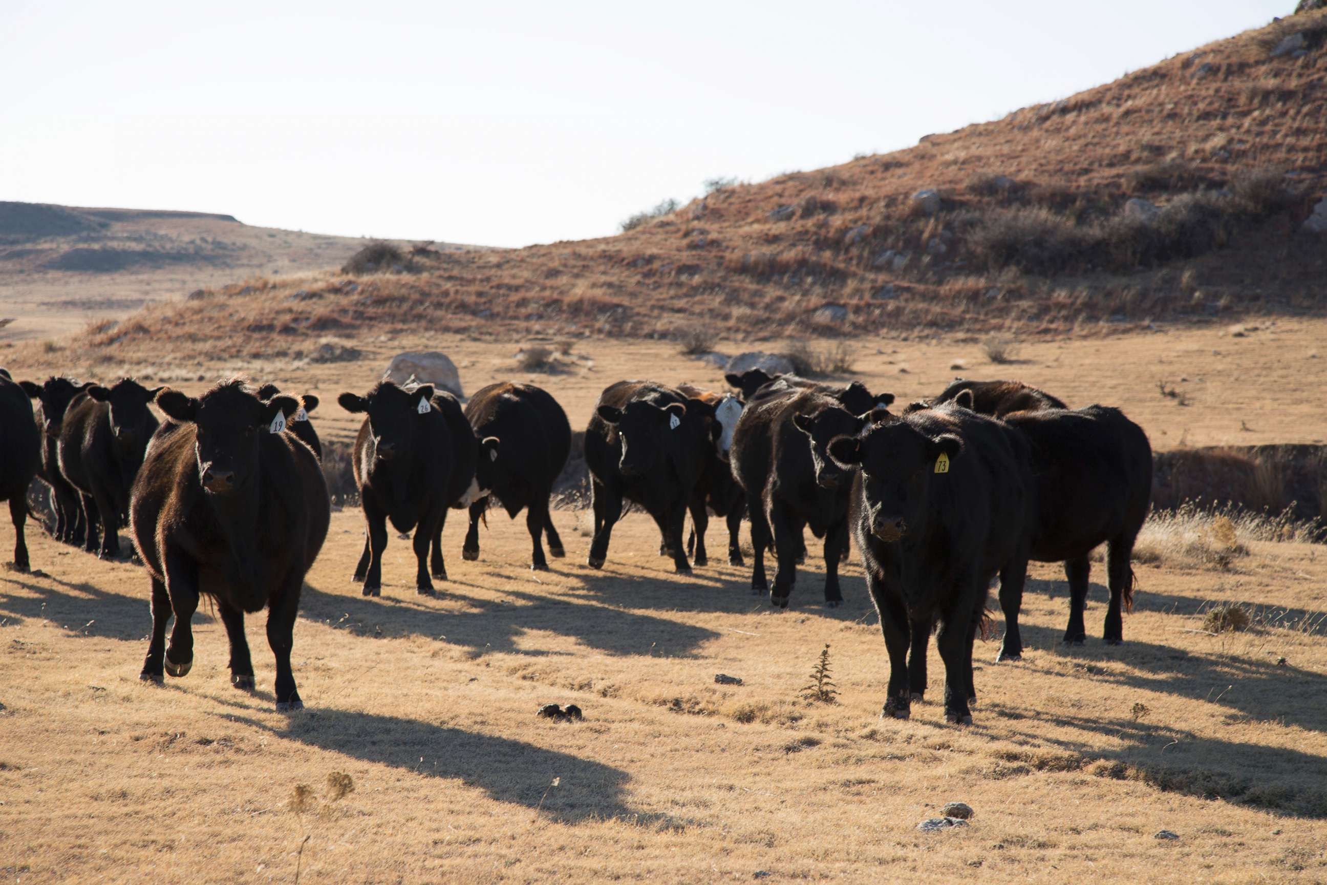 PHOTO: Cattle play a major role in the economy of Roberts County. 