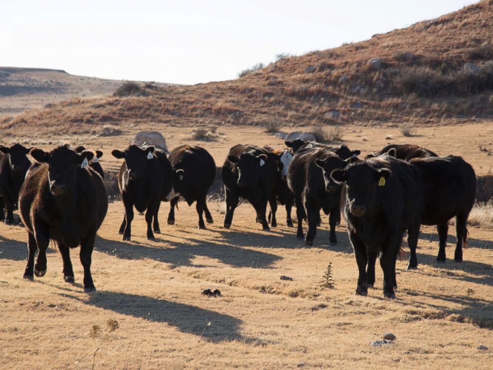 PHOTO: Cattle play a major role in the economy of Roberts County.